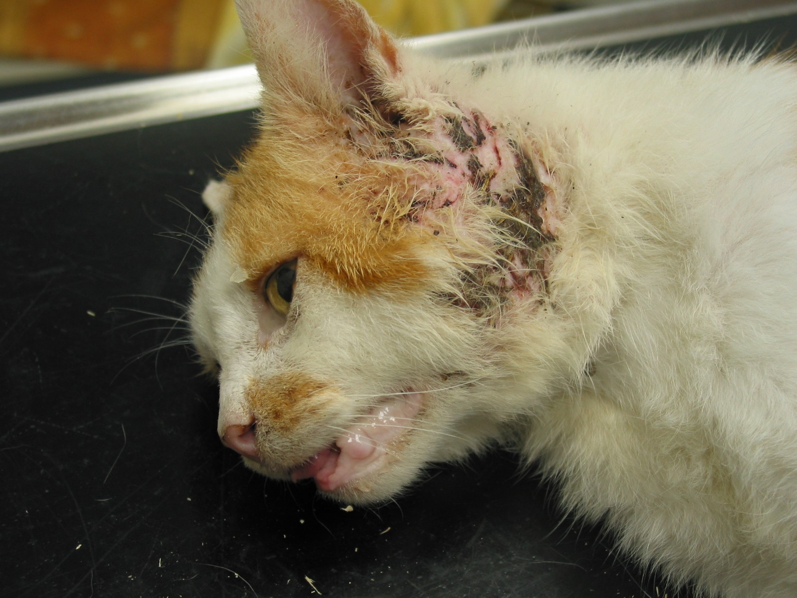 Unkastrierter Kater 1