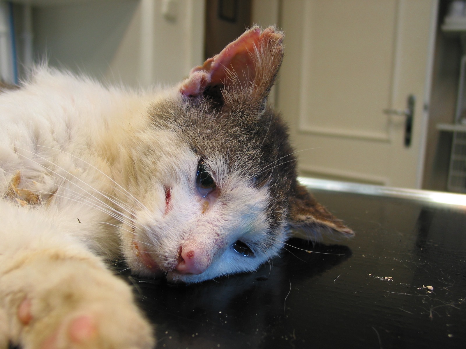 Unkastrierter Kater 2